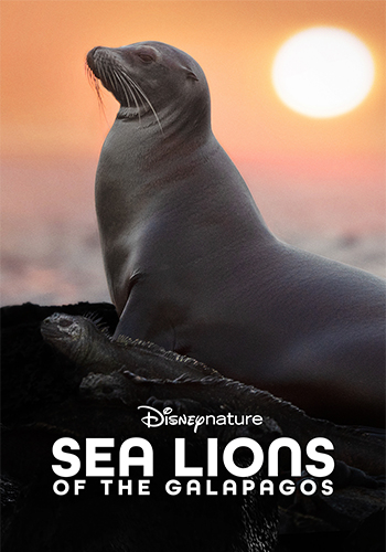 Sea Lions of the Galapegos