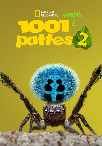 1001 vraies pattes