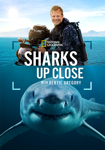 Sharks Up Close with Bertie Gregory