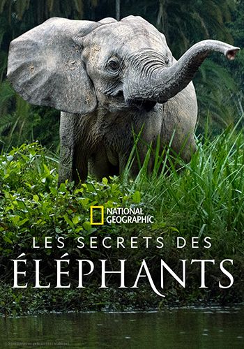Les secrets des élèphants