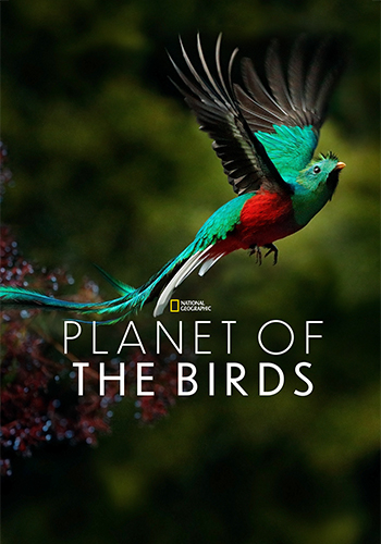 Planet of the Birds