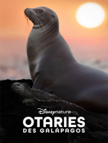Otaries des Galápagos