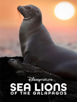 Sea Lions of the Galapegos