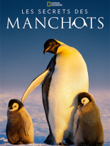 Les secrets des manchots