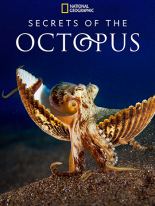 Secret of the Octopus