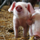Animaux de compagnie : leur vie secrète docureeks dieren ANIMAUX