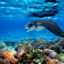 World of Oceans docureeks natuur ANIMAUX