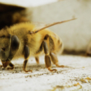 Charlie Bee Company reality-tv ANIMAUX