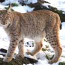 Vincent Munier, éternel émerveillé documentaire ontdekking ANIMAUX