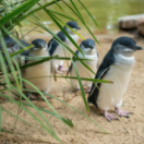 A la rencontre des manchots d'Australie documentaire dieren ANIMAUX