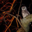 La vie nocturne des animaux docureeks dieren ANIMAUX