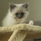 Une vie de chaton documentaire dieren FRANCE 5