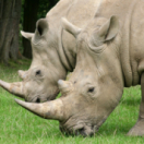 Rhinocéros : l'art d'élever sa famille documentaire dieren ANIMAUX