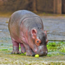 Hippopotames, les architectes de l'Okavango documentaire dieren ANIMAUX