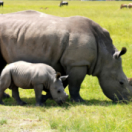 Au secours de la faune africaine docureeks natuur ANIMAUX