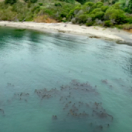 Kelp, I Need Somebody ! documentaire natuur USHUAIA TV