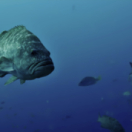Le golfe de Californie docureeks natuur USHUAIA TV