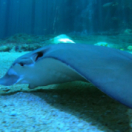 Nausicaá, dans les coulisses du plus grand aquarium d'Europe docureeks wetenschap en techniek 6TER