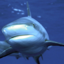 Sur la piste des requins : une exploration océanique docureeks avontuur ANIMAUX