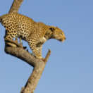 Léoparde : la reine du Serengeti docureeks dieren ANIMAUX
