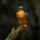Onze Natuur documentaire EEN
