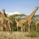 Les géants de la nature documentaire natuur ANIMAUX