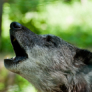 Au secours de la faune africaine docureeks natuur ANIMAUX