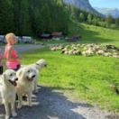 Histoires de chiens suisses docureeks natuur RTS DEUX