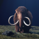 Mammouths, dinosaures : peut-on vraiment les faire revenir ? documentaire ontdekking RMC DECOUVERTE