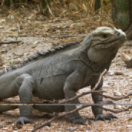 L'iguane marin des Galápagos, une mystérieuse disparition documentaire dieren ANIMAUX