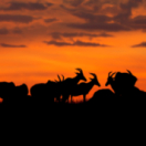 Peur sur la savane documentaire natuur ANIMAUX