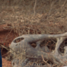 Jurassic Pet 2 : Le secret perdu tv-film avontuur SYFY