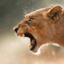 Alpha, la quête du pouvoir docureeks dieren ANIMAUX