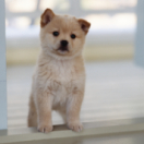 L'école des chiots docureeks dieren ANIMAUX