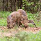 Destins animal : les trois petits phacochères documentaire dieren ANIMAUX