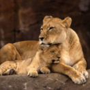 Frères lions docureeks natuur ANIMAUX