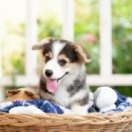 L'école des chiots docureeks dieren ANIMAUX