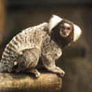 Le Pal : au coeur du zoo le plus insolite de France documentaire ontdekking RMC STORY