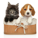 Animaux à adopter magazine - duiding dieren CSTAR
