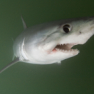 How Jaws Changed the World documentaire VTM4