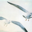 Jonathan Livingston, le goéland film drama PARAMOUNT CHANNEL