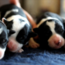 À petits pas docureeks dieren ANIMAUX