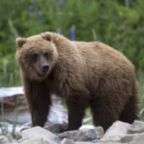 Alpha, la quête du pouvoir docureeks dieren ANIMAUX