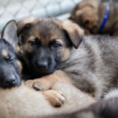 L'école des chiots docureeks dieren ANIMAUX