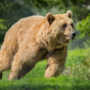 La forêt pluviale du grand ours documentaire samenleving ANIMAUX