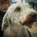 Les vétos du coeur série documentaire nature ANIMAUX