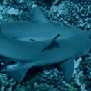 Cinquante nuances de requins documentaire animalier USHUAIA TV