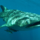 L'Indonésie sauvage série documentaire nature USHUAIA TV