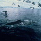 The Future of Nature documentaire CANVAS