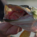 La quête des poissons trophées série documentaire nature CHASSE & PECHE